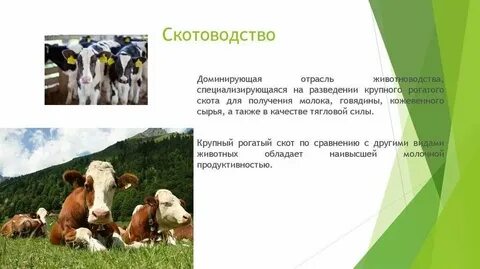 В чем особенности современного животноводства