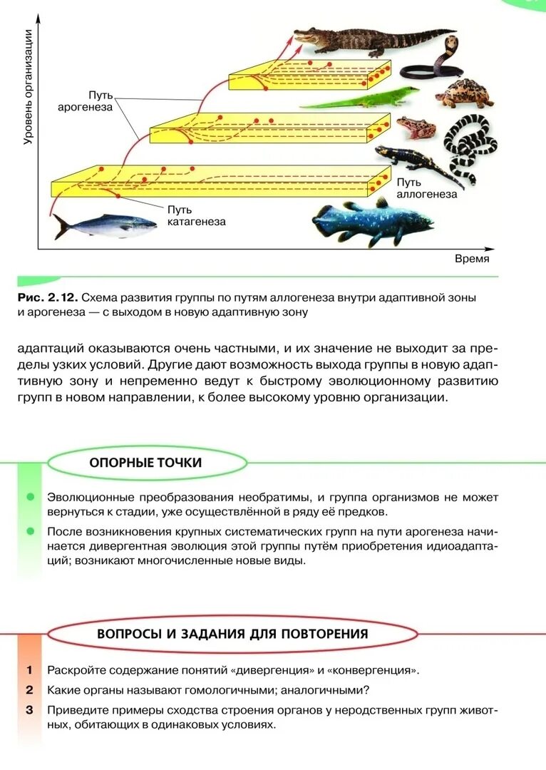 Дивергенция и конвергенция ЕГЭ биология. Конвергенция биология ЕГЭ. Зона конвергенции. Адаптивная радиация в классе птиц конвергенция кратко.