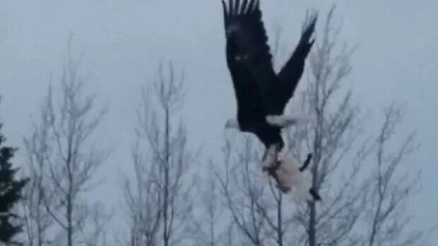 Самая большая сова. Птицы атакуют кота. Ястреб кв. Орёл vs филин. Кот ястреб.