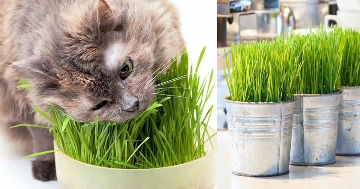 Микрозелень овес для котов. Кошачья трава. Травка для животных. Кот на травке.