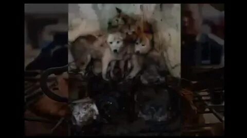 Сгоревшая собака