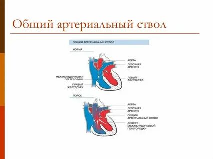 Ствол лка