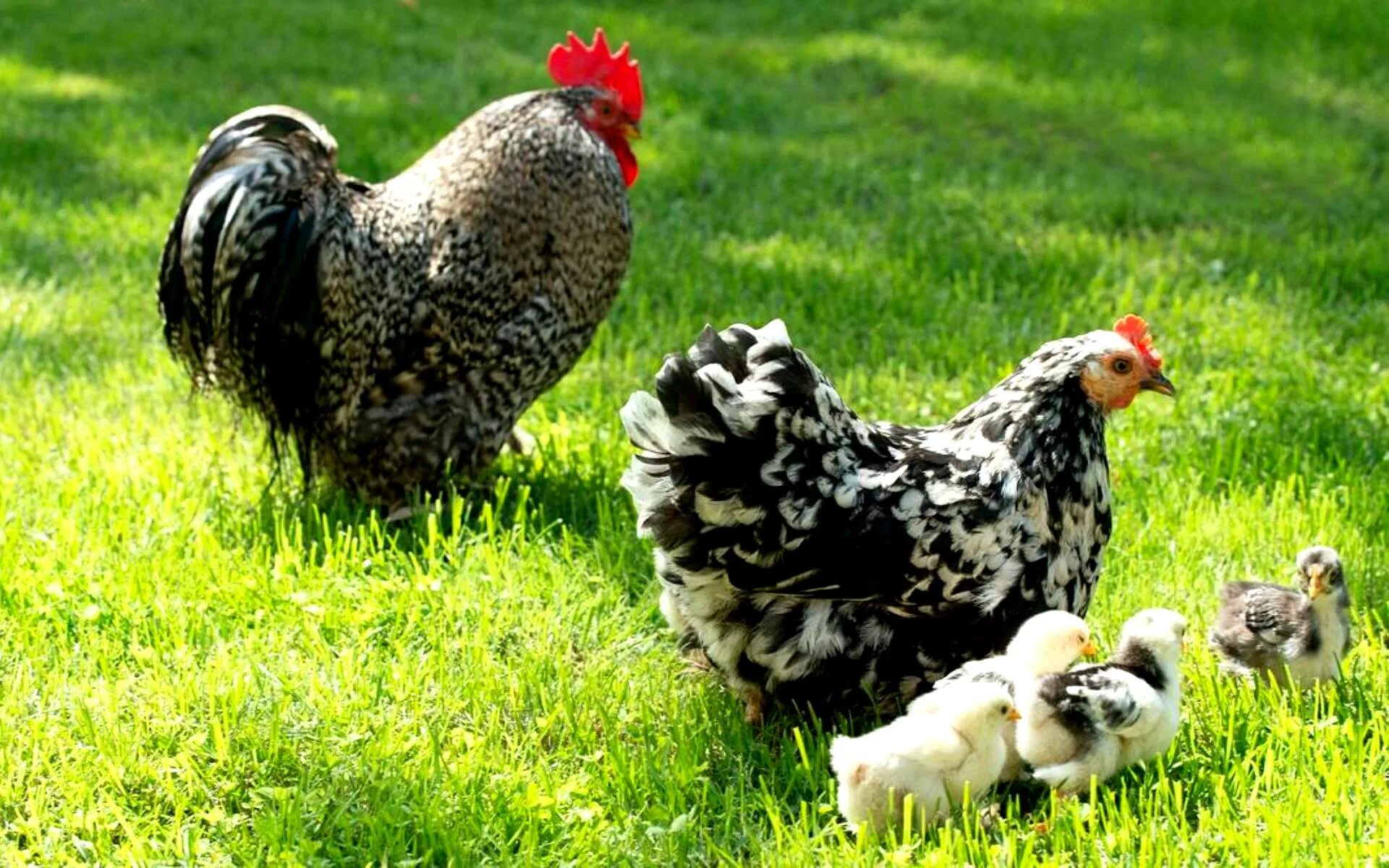 Куры и цыплята. Семейство курочек. Курица Рябая с цыплятами. Курица с цыплятами фото.