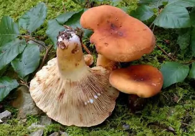 Млечник горькушка. Груздь крымский. Lactarius volemus подмолочник. Подорешник и груздь. Грибы грузди белянки.