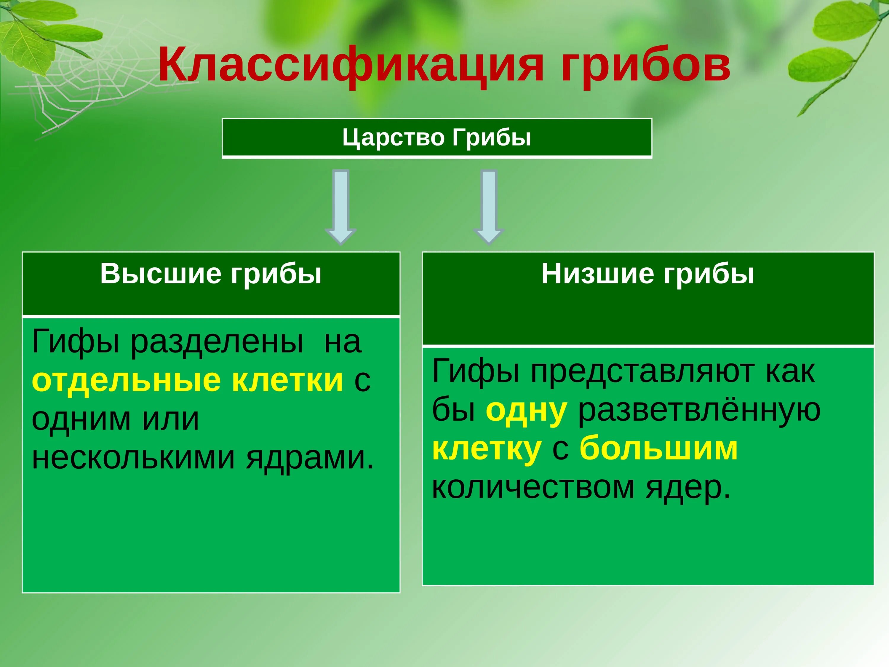 Перечислите низшие грибы. Царство грибы систематика. систематика царства грибов. царство грибов классификация. царство грибы высшие и низшие.