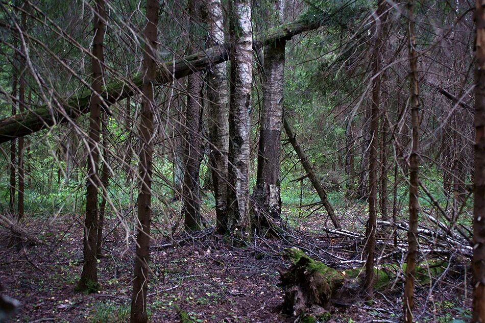 лесной массив нордмарка. степанов в лесу осиновом. местные леса. забег в лесу. леса 24.