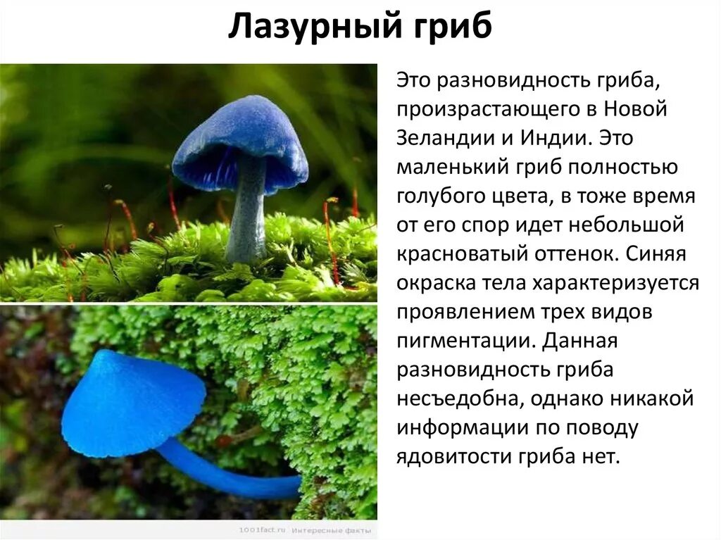 Гриб филамено где. Необычные грибы доклад. Сообщение о грибах. Сообщение о необычных грибах. Рассказ про интересный гриб.