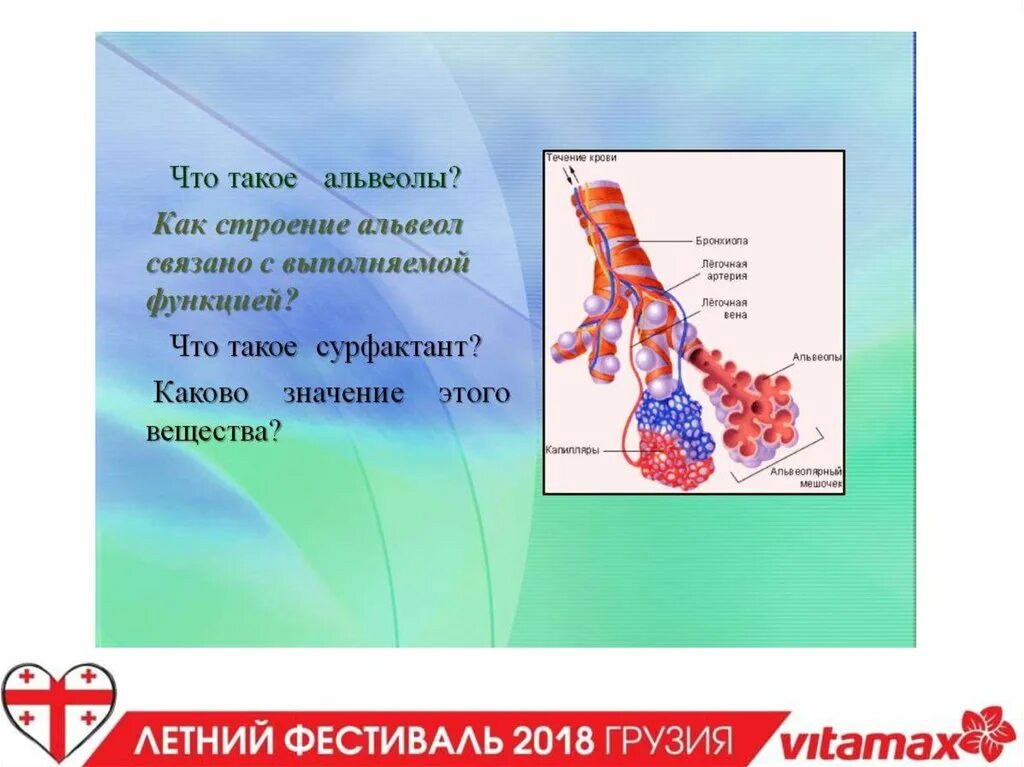 Строение легочной альвеолы. Альвеолы это кратко в анатомии. Строение альвеолы анатомия. Альвеолы легких строение.