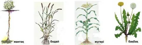 Киім астындағы бөртпенің суреті