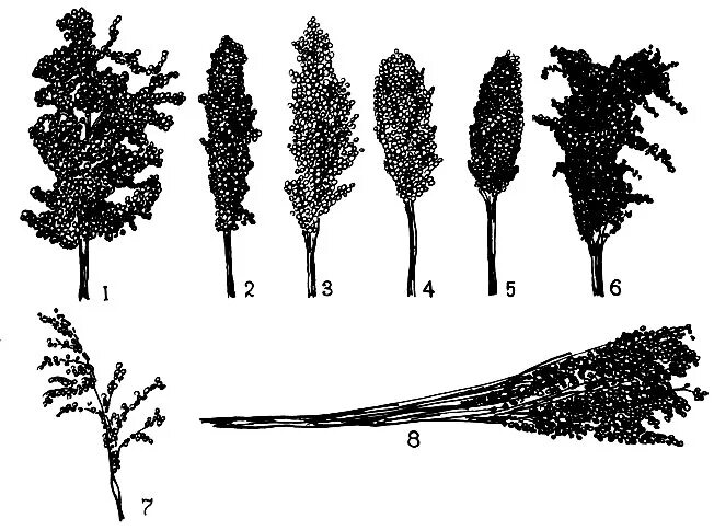 Сорго сахарное (sorghum saccharatum). Сорго желтое. Сорго голозерное. Сорго протеин. Сорго и кукуруза.