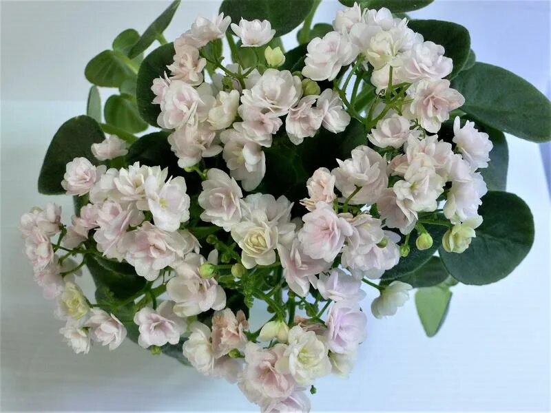 Chanti snow. Chanta Mara фиалка. Chanta Mara сорт фиалки