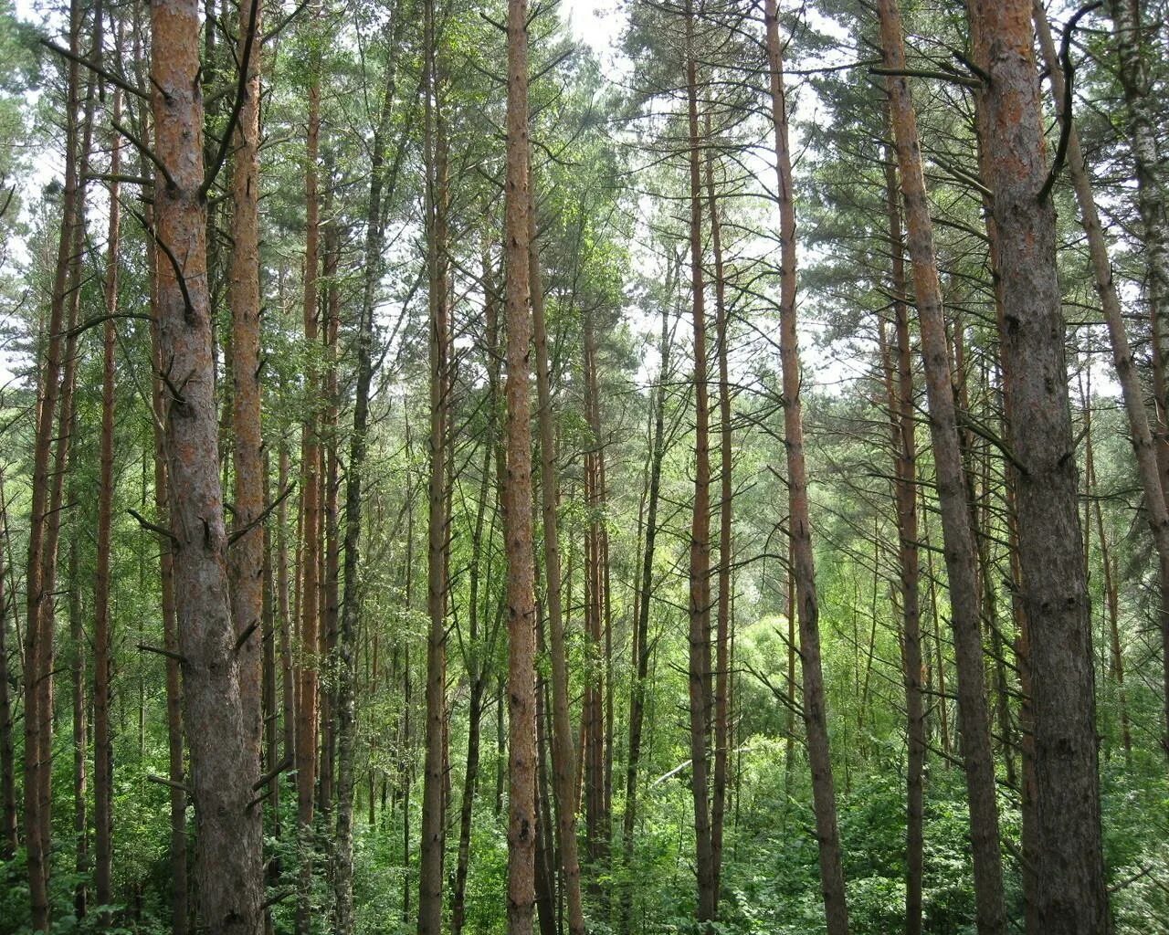 Различие леса. Сосняк лишайниковый. Сосновый лес. Леса России. Сосновый лес фото.