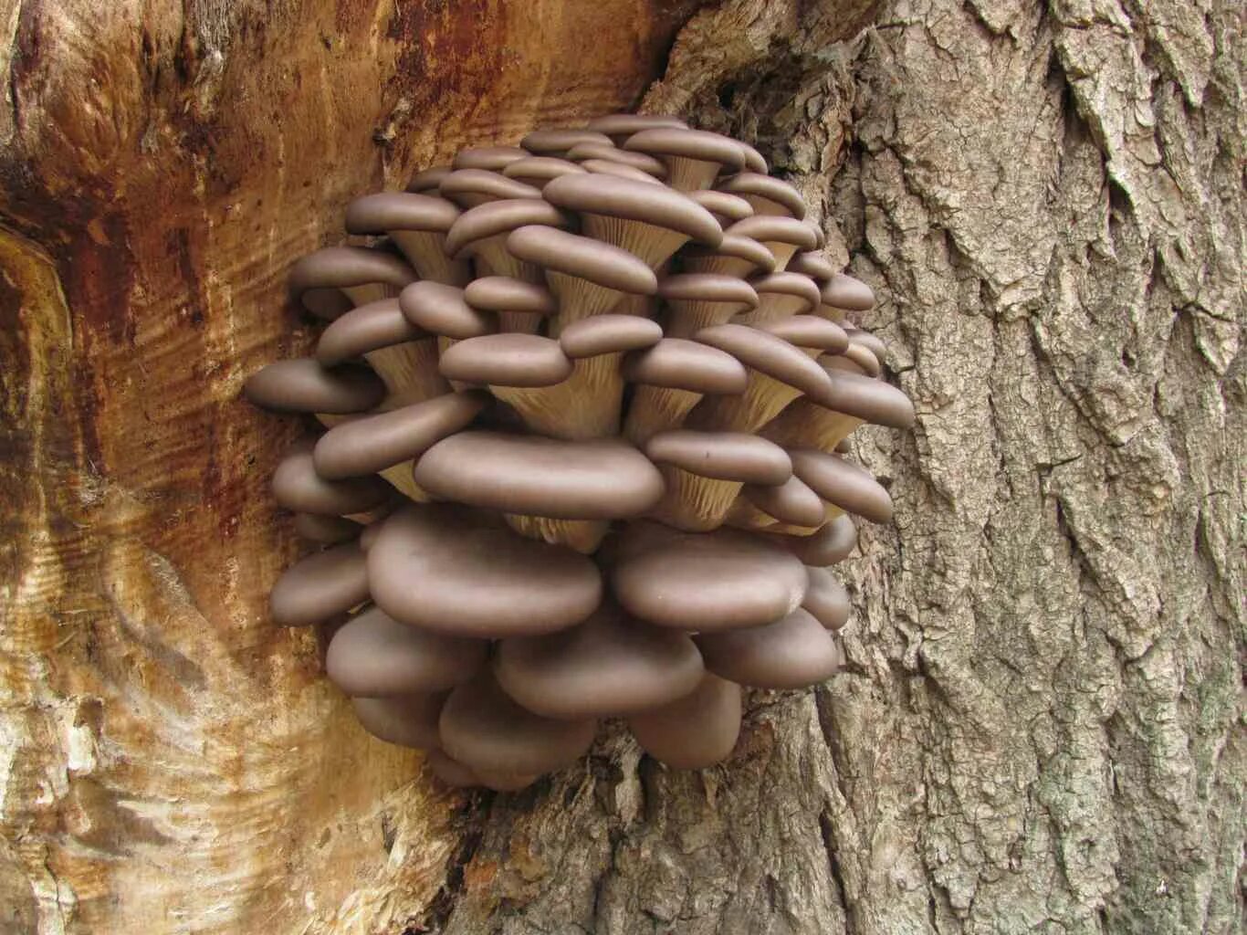 Вешенка гриб. Вёшенка устричная (Pleurotus ostreatus). Гриб Тополиная вешенка. Вешенка абалоне. Под вешенки