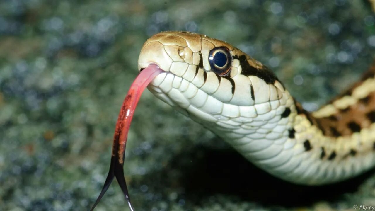 Snakes are dangerous