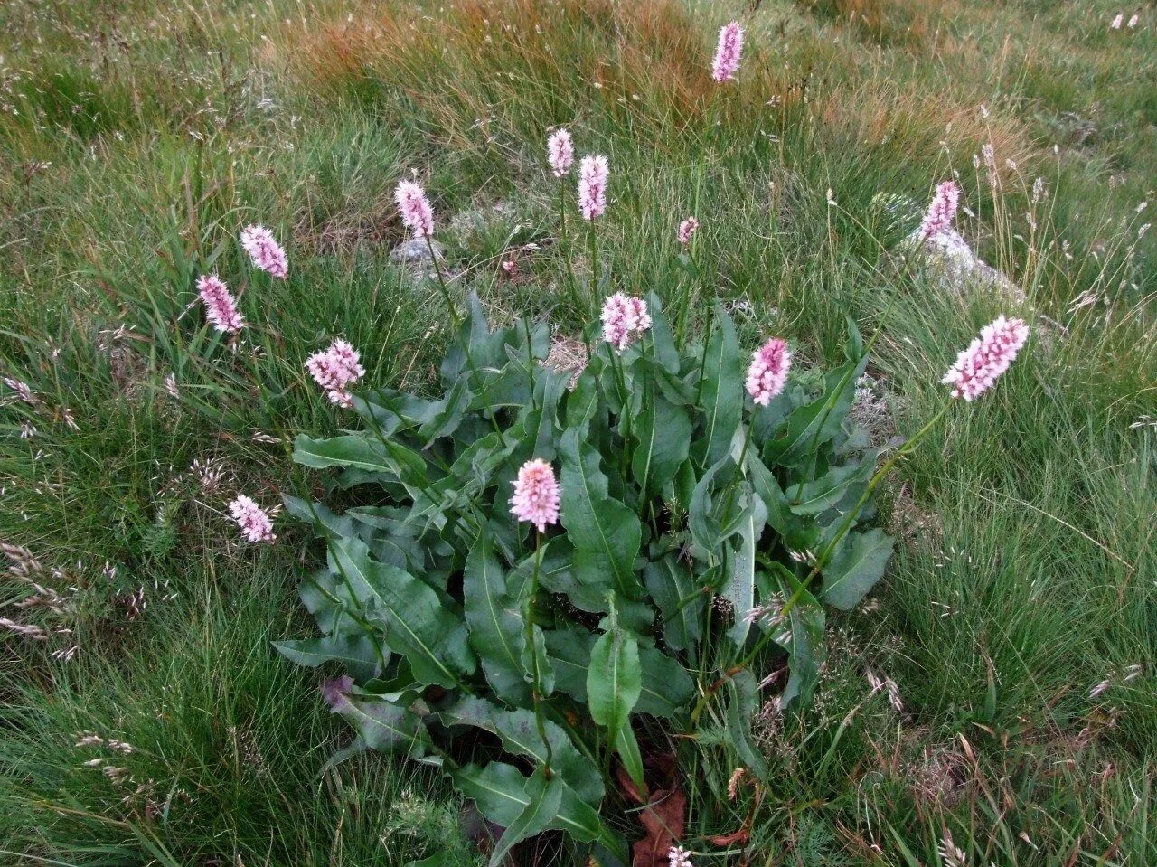 Горец змеиный bistorta officinalis. Змеевик горец змеиный. Трава горец змеиный. Горец змеиный (polygonum bistorta `superba`). Раковые шейки трава.