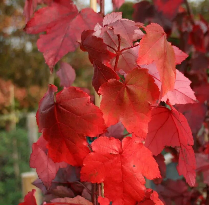 Клен красные листья летом. Клен красный acer rubrum. клен красный acer rubrum летом. клен красный ред сансет. клен красный эмберс.