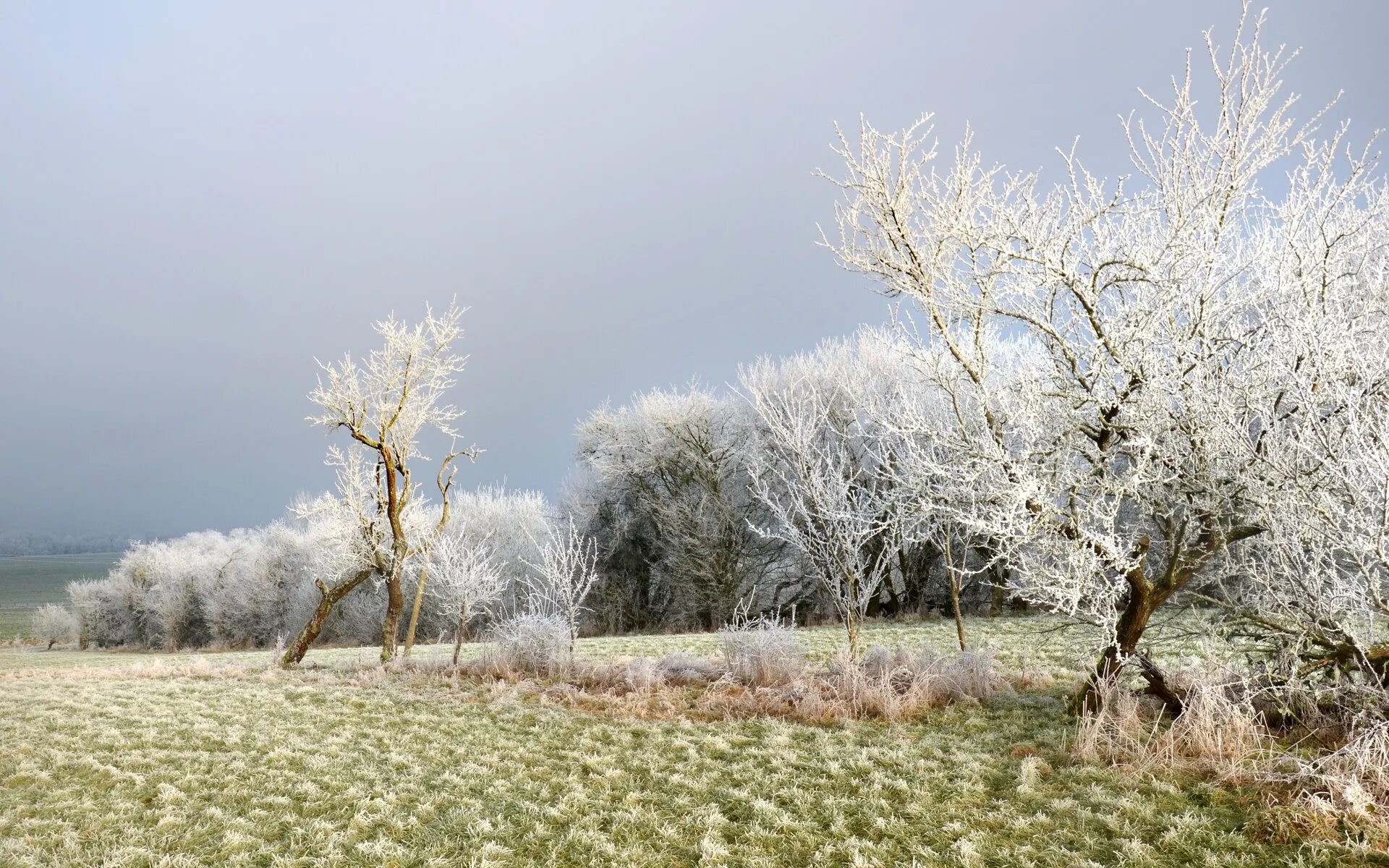 Иней на деревьях. Утренний иней галина ширяева. Сказочный зимний лес. Деревья в снегу. Деревья зимой.