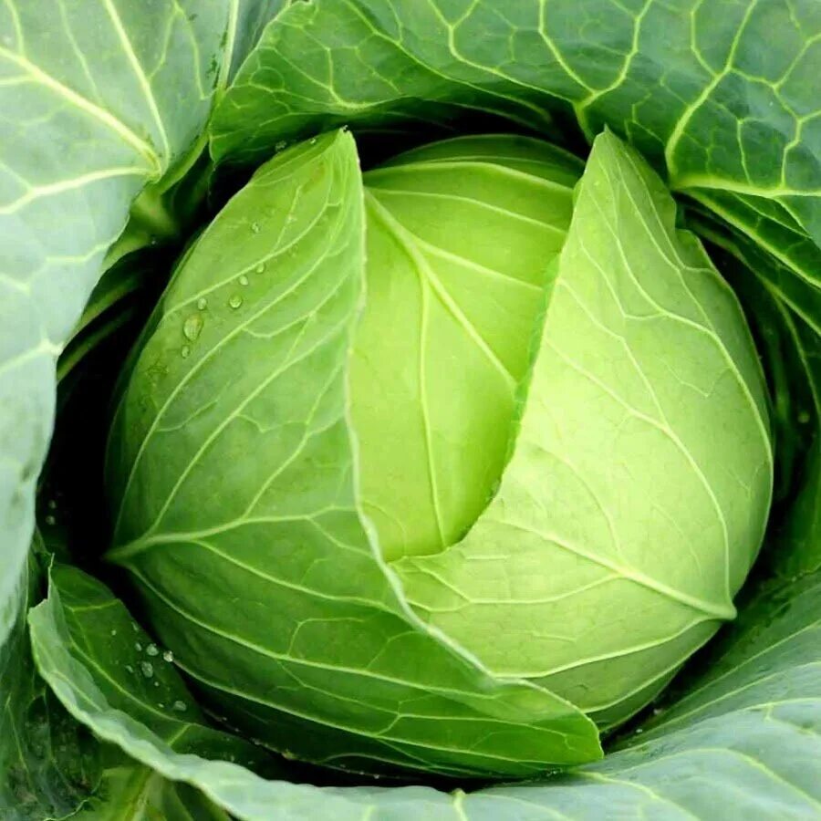 Капуста на голову. Злая капуста. Шутки про капусту. Смешная капуста. Капуста мем.