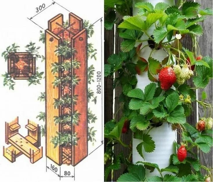 Вертикальные грядки (трукары для клубники. Вертикальная посадка клубники. Вертикальные клубничные грядки. Вертикальные грядки для земляники. Вертикальное выращивание клубники