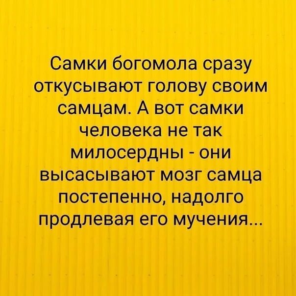 Зачем самка богомола откусывает голову самцу. Самка богомола после спаривания откусывает голову. Самка богомола поедает самца. Как самка откусывает богомола голову. Самка богомола съедает богомола после спаривания