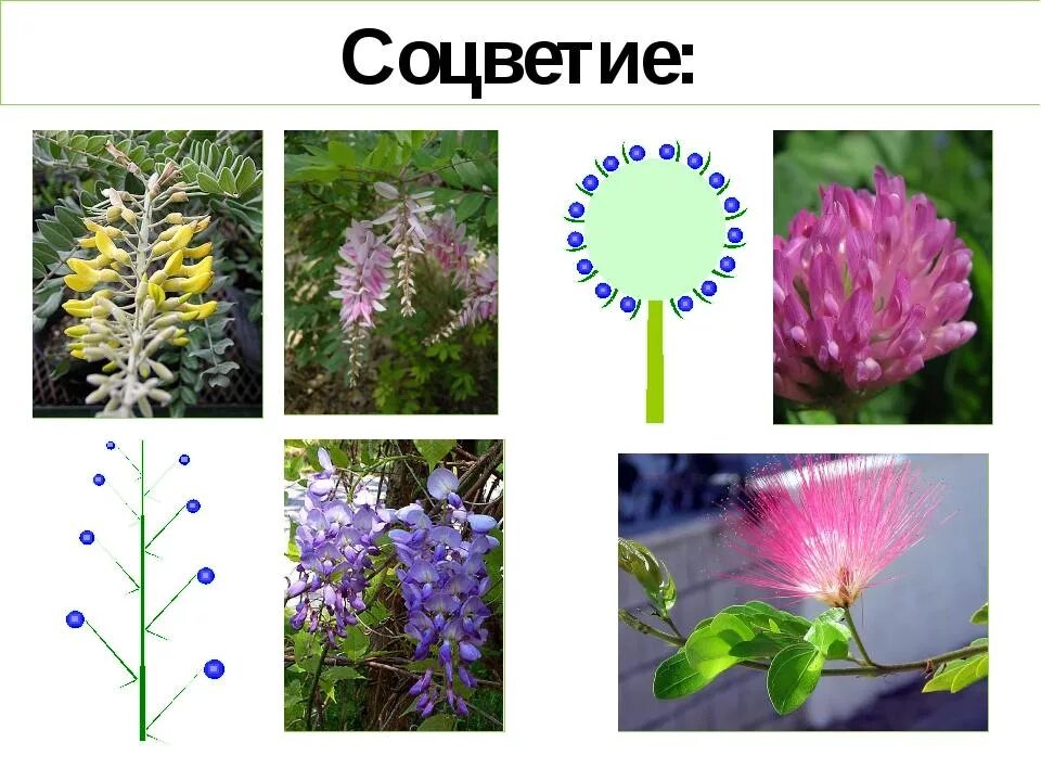 Бобовые соцветие и плод. Бобовые Мотыльковые соцветие. Соцветие мотыльковых. Соцветие бобовых растений.