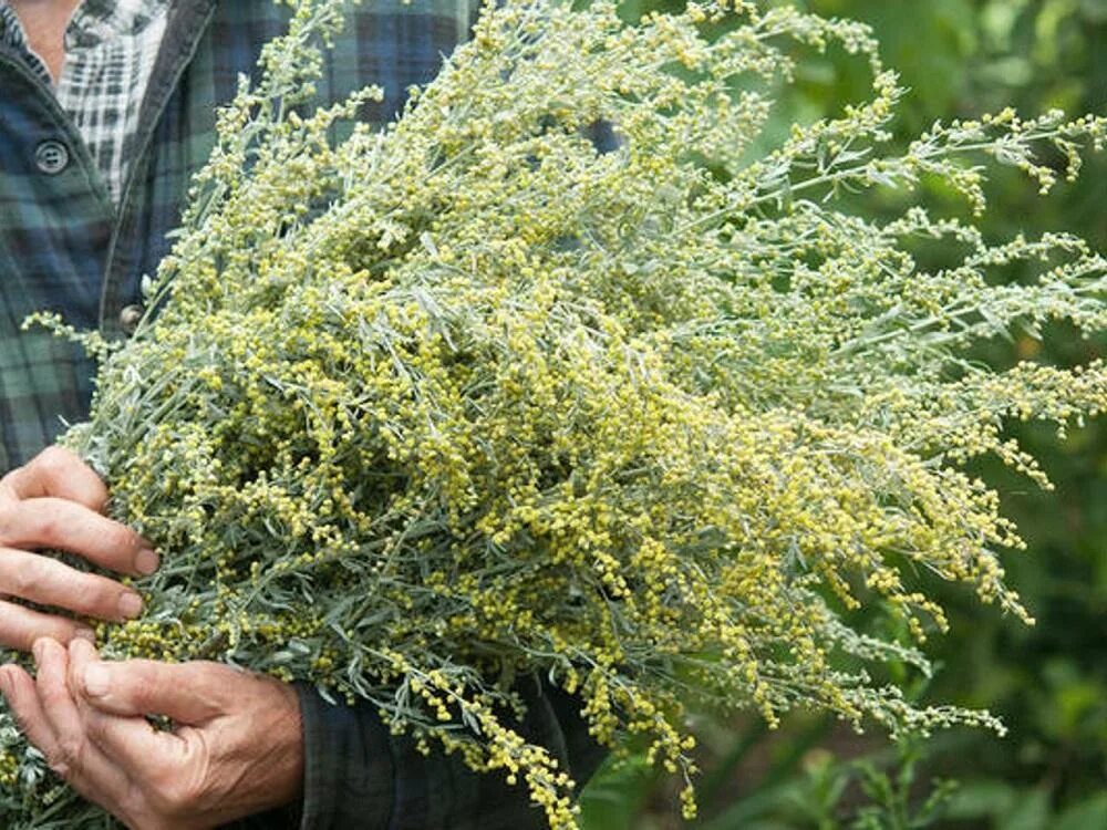Полынь зачем. Полынь обыкновенная. трава полыни горькой. полынь степная чернобыльник. полынь арктосибирская.