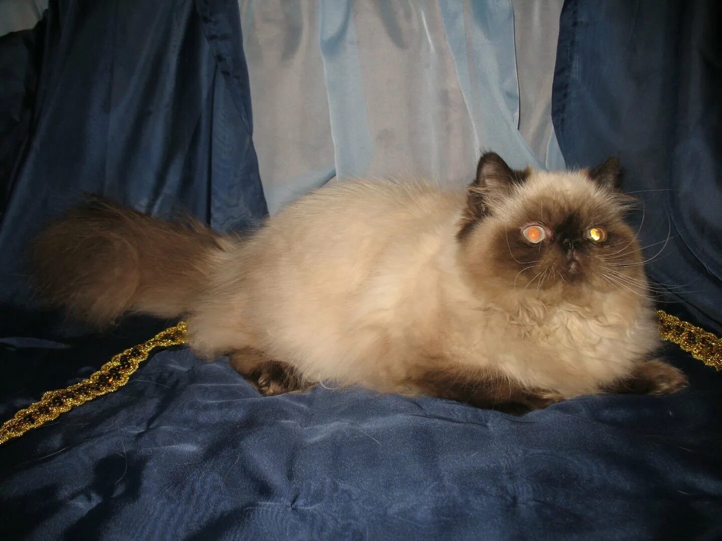 Сиамско Персидская кошка. Помесь сиамской и персидской кошки. Метис персидской кошки. Метис перса и сиамской кошки. Персидско сиамская кошка