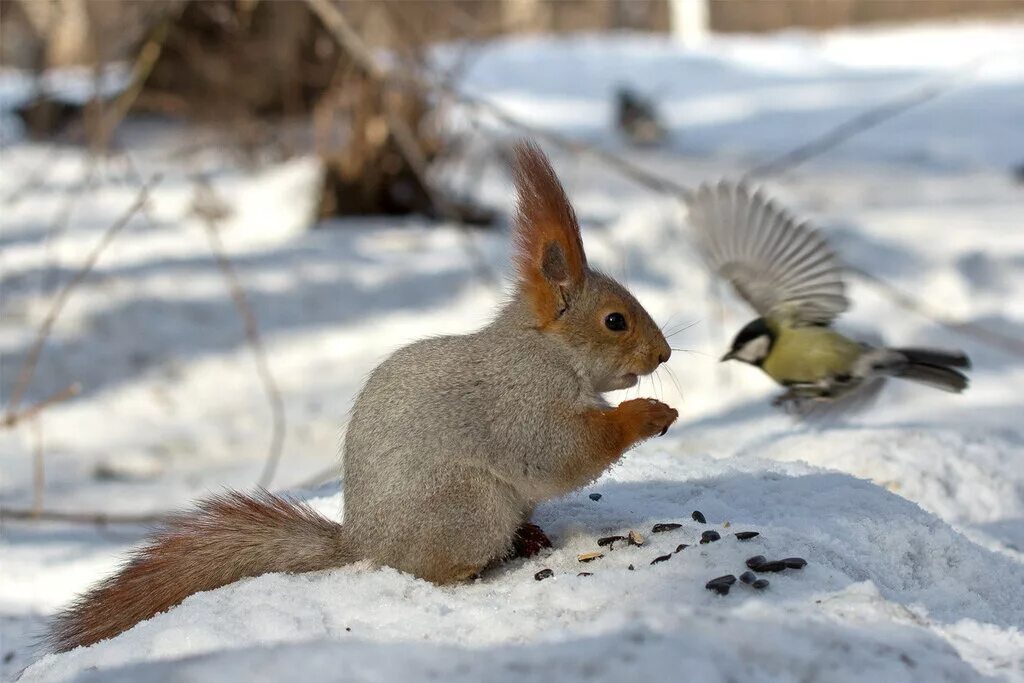 помоги зайчику для малышей. помоги зайке добраться. звери зимой. предложение про зайчика. помощь зайца.