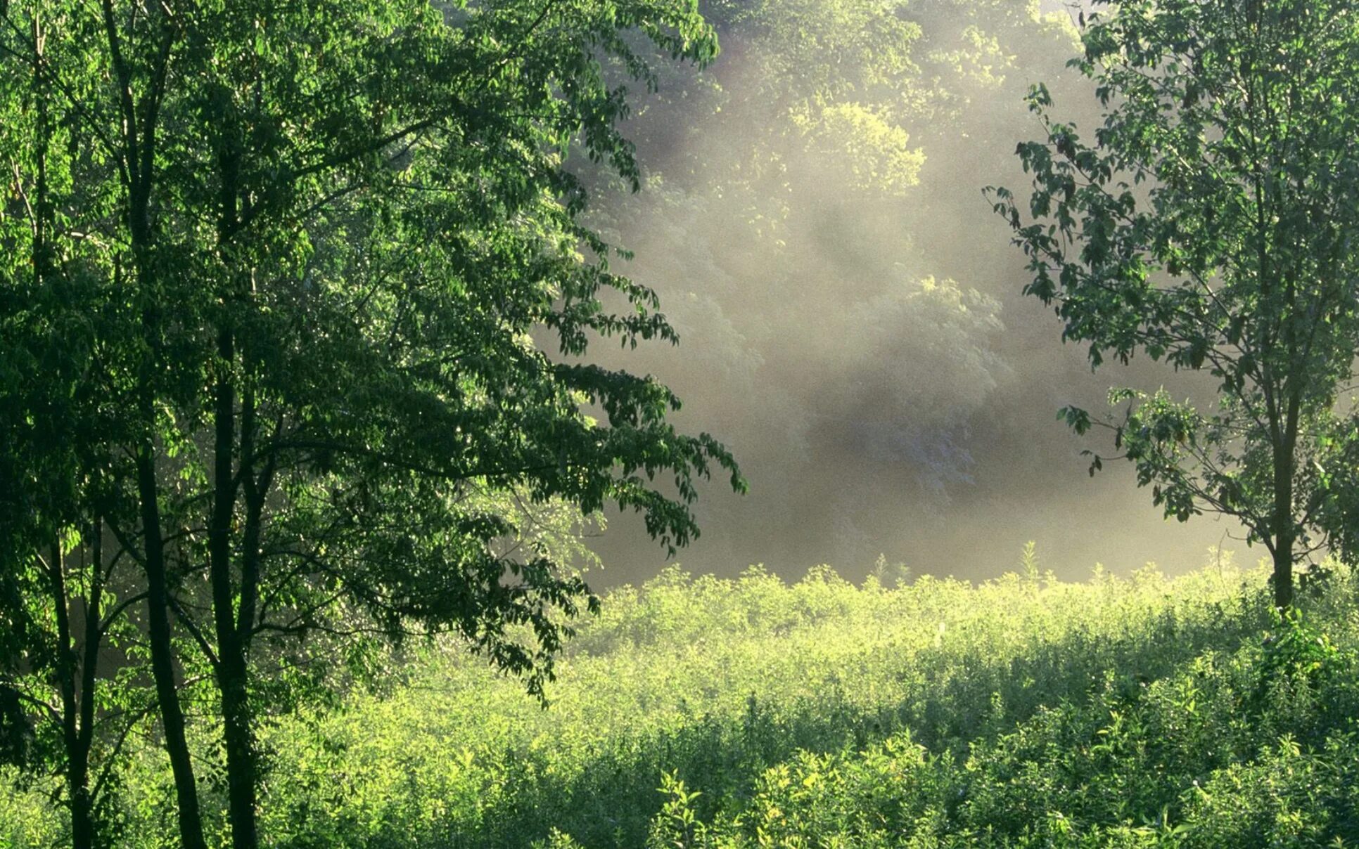 Зеленая дымка на деревьях. Опушка леса. Поляна в лесу. Летнее утро в лесу. Утро на опушке леса.