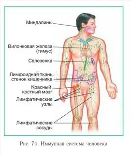 Красный костный мозг селезенка