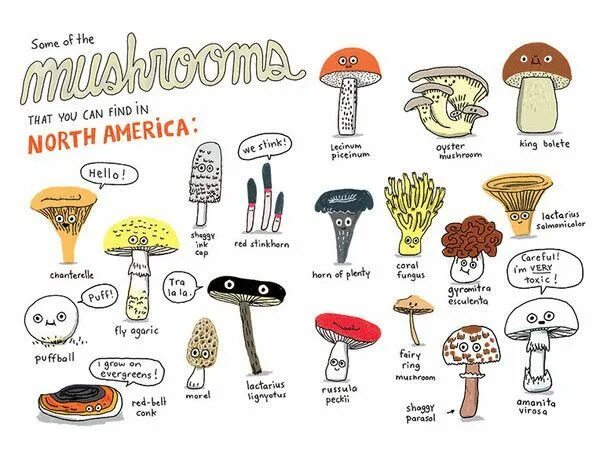 Mushroom Vocabulary. Mushrooms Worksheets for Kids. Грибы for Kids. The Mushroom Fan Club. Mushroom глагол