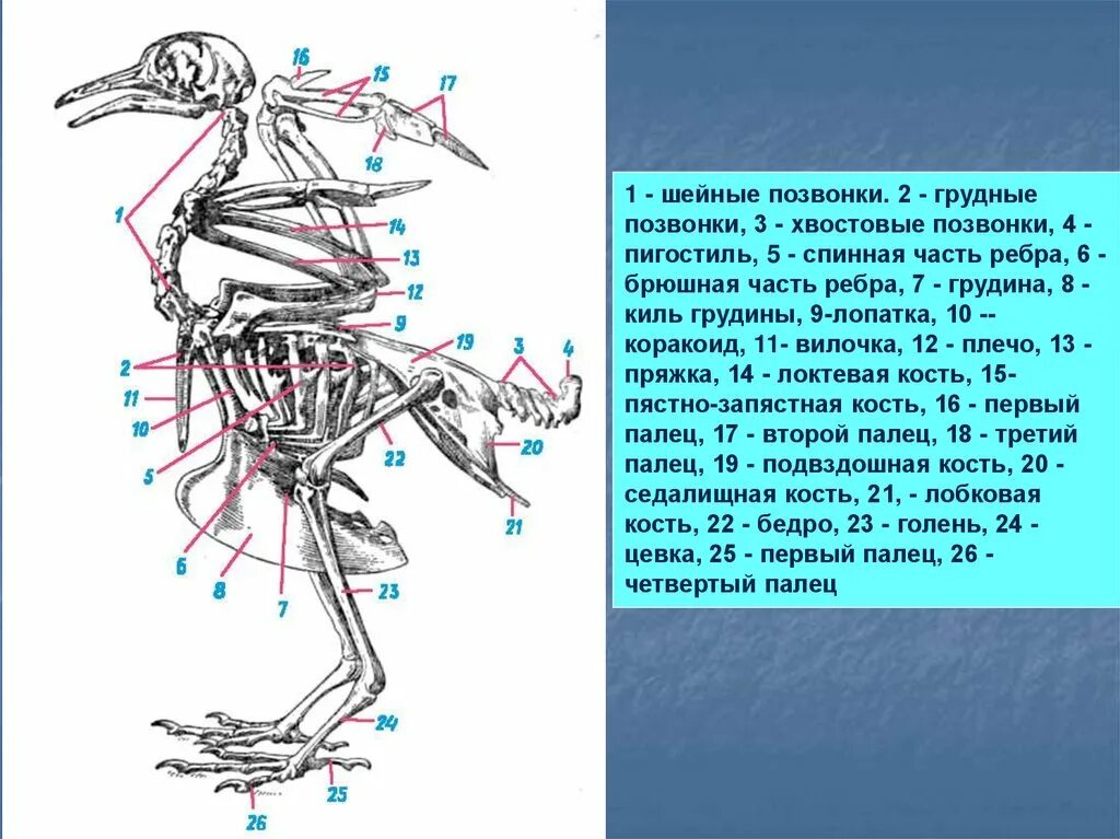 Строение скелета сизого голубя. Рис 154 скелет сизого голубя. Скелетное строение голубя. Скелет сизого голубя биология 7 класс. Вырост грудины киль