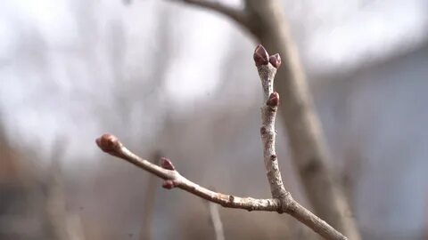 Появился на ветках на ветках березы