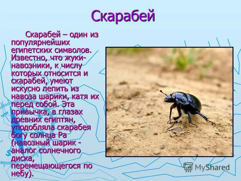 Жук скарабей в какой природной зоне. Жук скарабей окружающий мир 4. Священный Жук скарабей. Интересные факты о Жуке скарабее. Жук скарабей и Жук навозник.