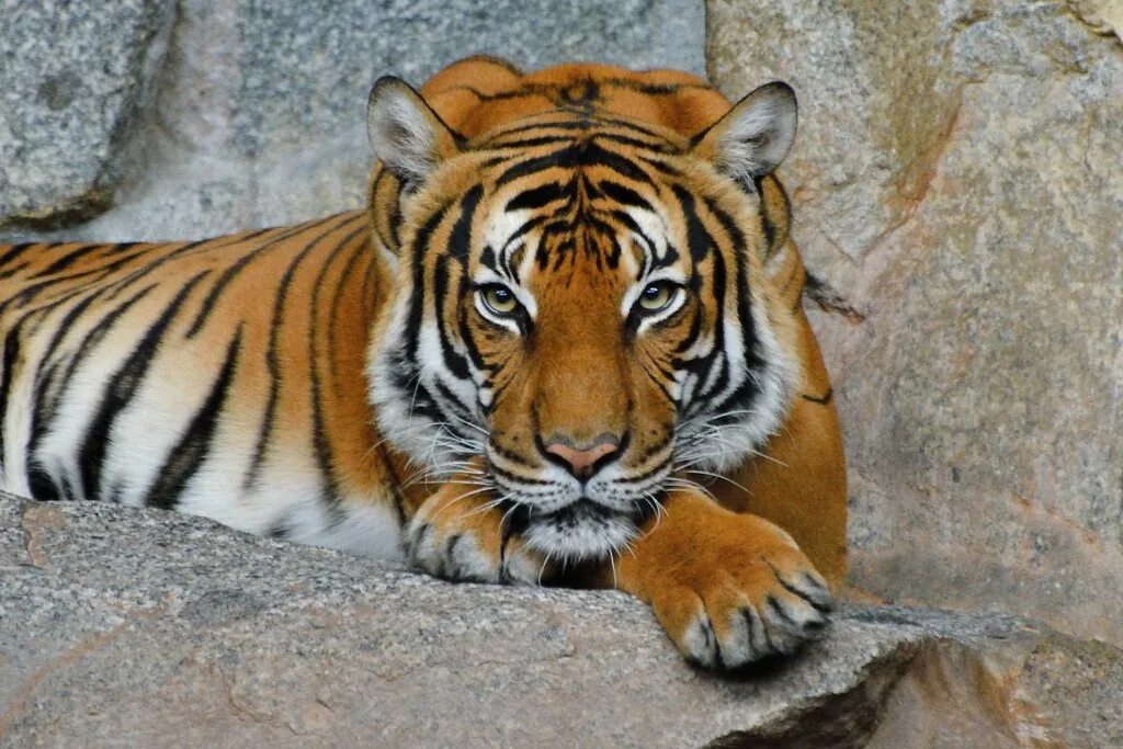 Panthera Tigris Tigris. Тигр вид хищных млекопитающих семейства кошачьих. Покажи тигра. Тигр вид хищных. Бенгальский тигр подвид тигра