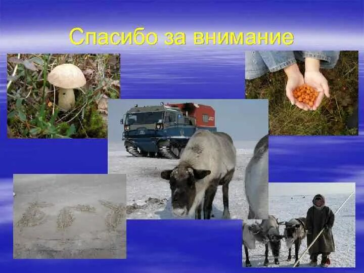 Какие экологические проблемы стоят перед европейским севером