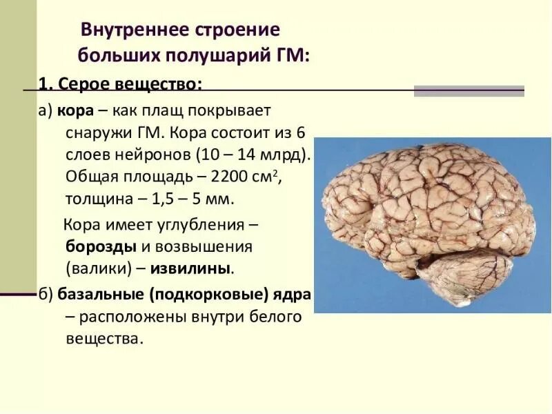 Функции коры. Функции коры конечного мозга. строение больших полушарий. строение коры больших полушарий. полушария мозга строение.