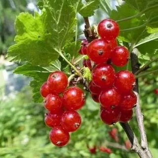 Смородина памятная