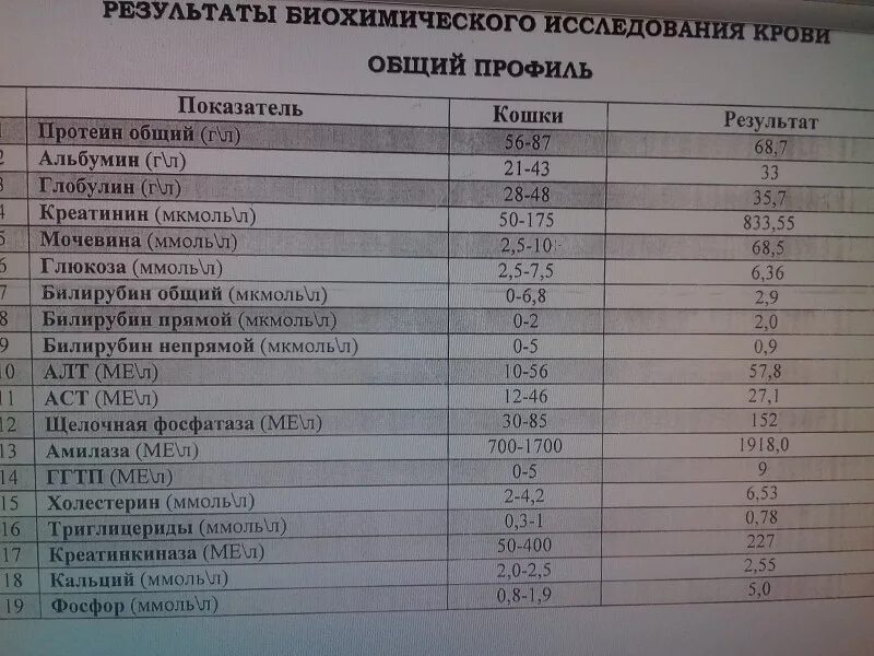 Норма креатинина. Анализ крови на креатинин. Норма креатинина в крови по возрастам. Креатин анализ крови. Креатинин в крови понижен что это значит