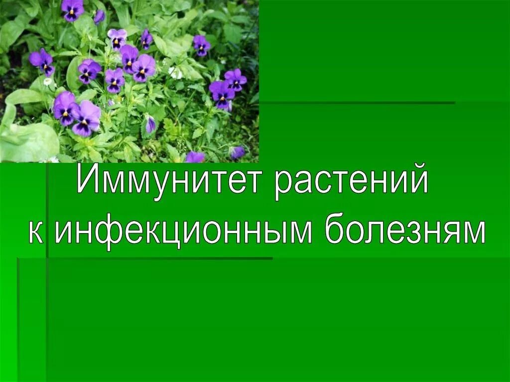 Иммунные растения. Иммунитет растений к инфекционным заболеваниям. Устойчивость растений к инфекционным заболеваниям. Учение об иммунитете растений. Иммунитет растений Вавилов.