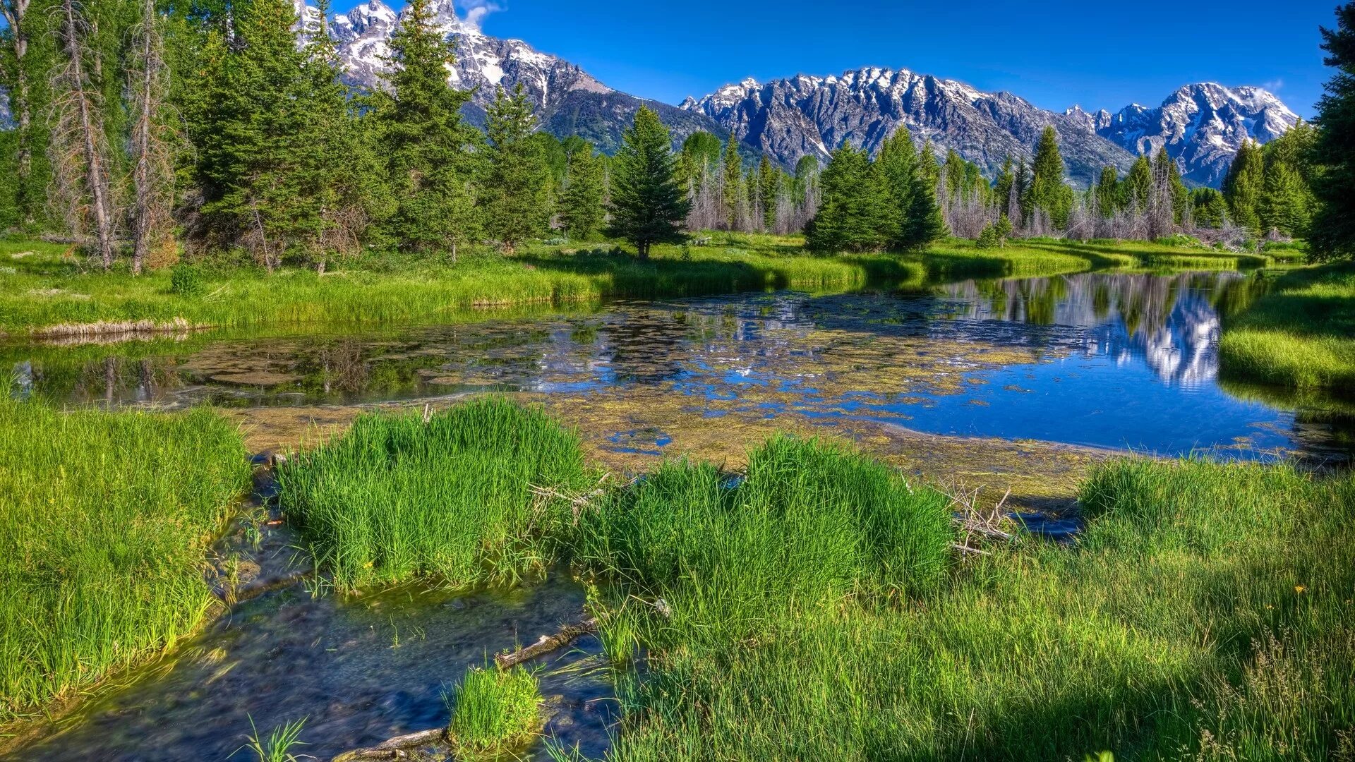 Природа река. Река в лесу. Природа горы лес река. Горы и реки