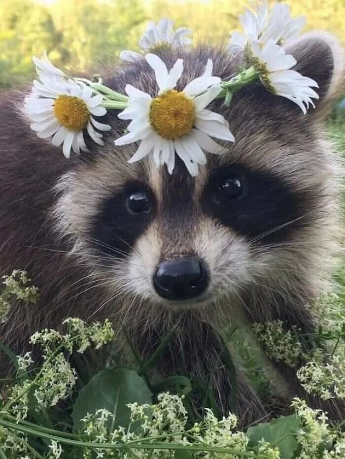 Коварное животное