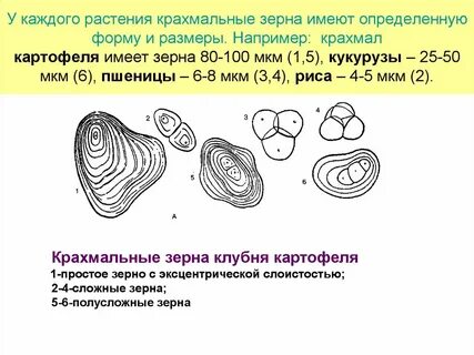 Виды крахмальных зерен