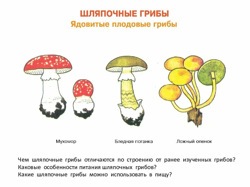 Строение шляпочных грибов. Особенности строения шляпочных грибов. Строение шляпочного гриба. Шляпочные грибы таблица.