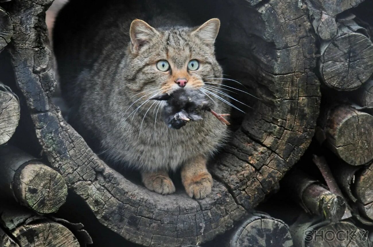 Кот шайлушай. Кавказский лесной кот. дикий лесной кот. дикий таежный кот. среднерусский дикий кот.