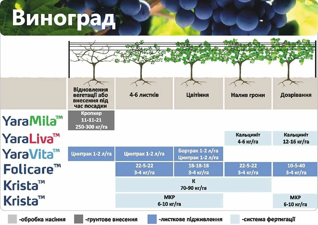 Схема удобрения винограда. Схема обработки и подкормки винограда. Таблица Минеральных удобрений для винограда. Удобрение винограда таблица. Чем удобрять виноград весной