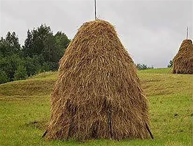 Сено спб. Тюк мешок. Сено луговое разнотравие тюки. Сено спб фото до. Сено в тюках 250 кг.