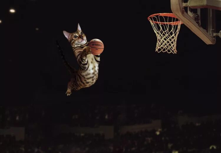 Кот играющий в баскетбол. Кот баскетболист. Баскетбол котики. Cat basketball. New nba legend cat meme.