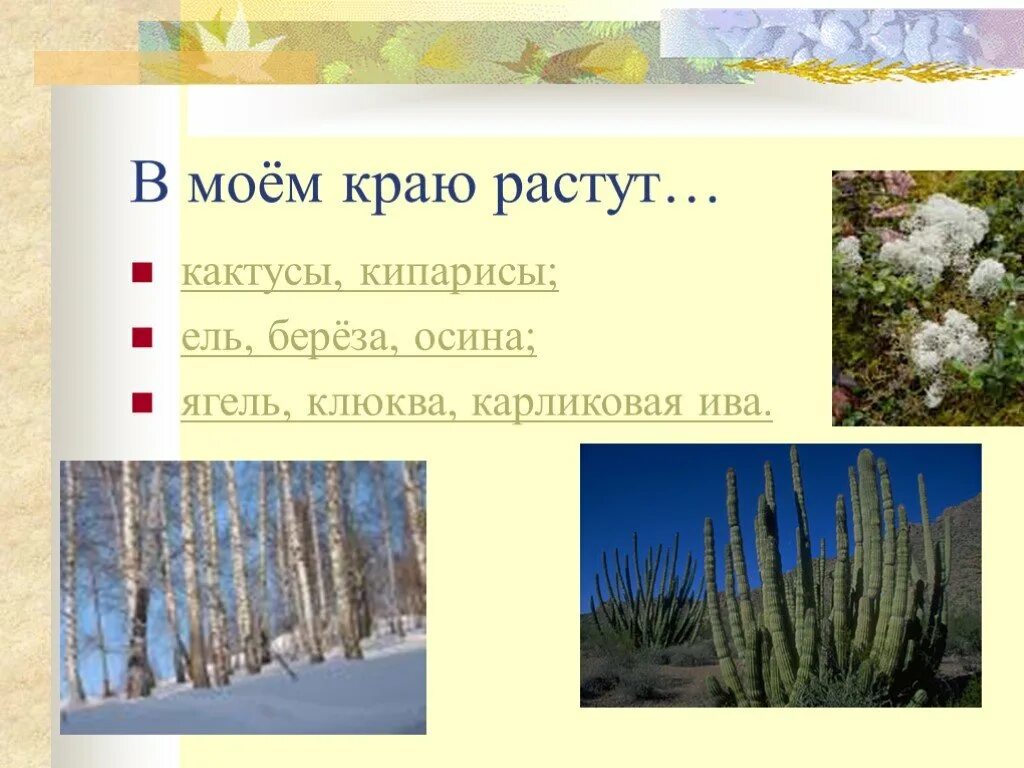 В какой природной зоне растет ива. Ель и береза Тип взаимоотношений. «Что растет в Моем краю». Ягель и карликовая береза. Кипарис и береза.