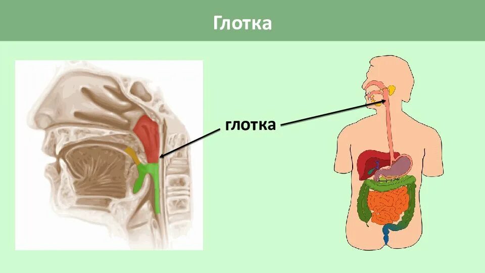 Глотка органы пищеварения